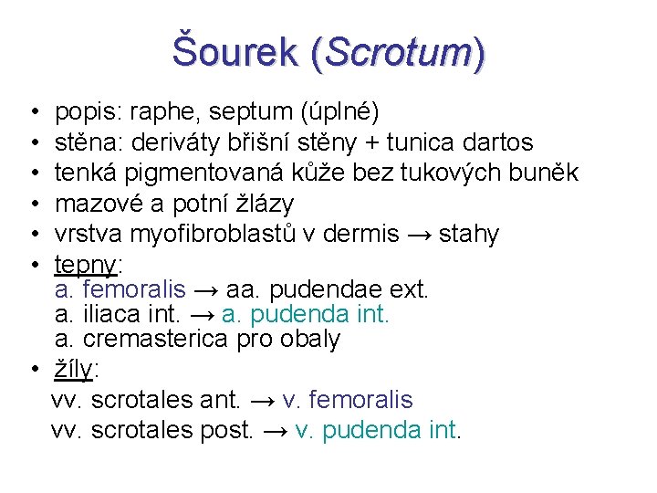 Šourek (Scrotum) • • • popis: raphe, septum (úplné) stěna: deriváty břišní stěny +