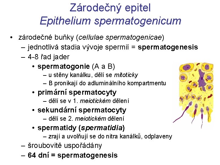 Zárodečný epitel Epithelium spermatogenicum • zárodečné buňky (cellulae spermatogenicae) – jednotlivá stadia vývoje spermií