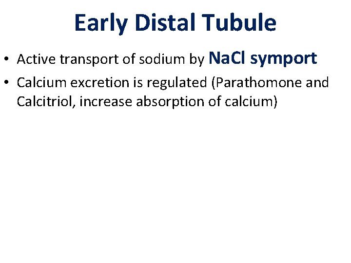 Early Distal Tubule • Active transport of sodium by Na. Cl symport • Calcium