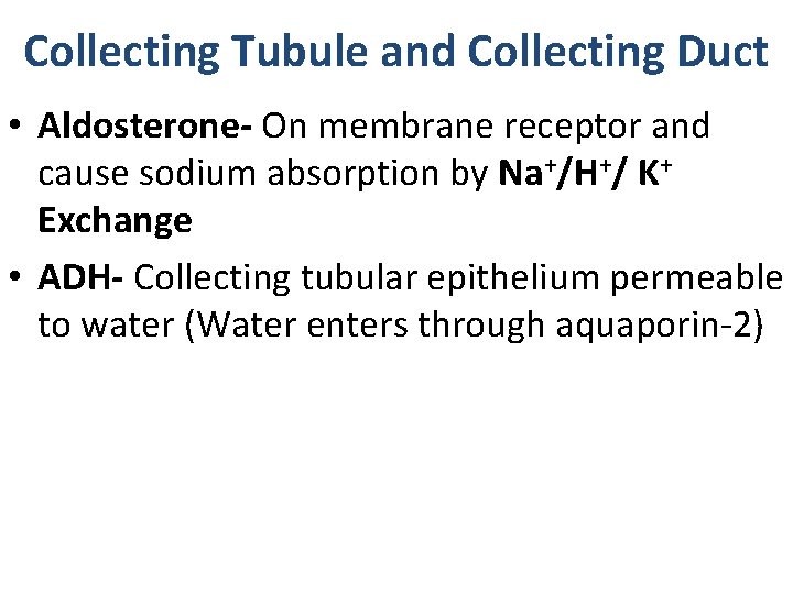 Collecting Tubule and Collecting Duct • Aldosterone- On membrane receptor and cause sodium absorption