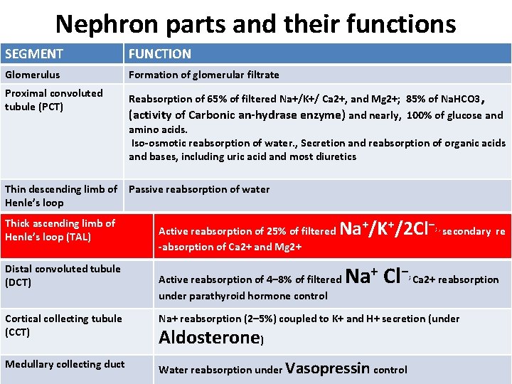 Nephron parts and their functions SEGMENT FUNCTION Glomerulus Formation of glomerular filtrate Proximal convoluted