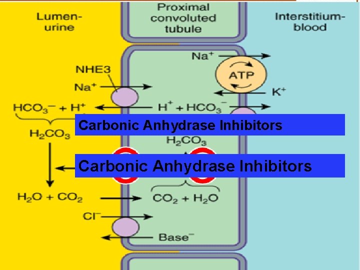 Carbonic Anhydrase Inhibitors 
