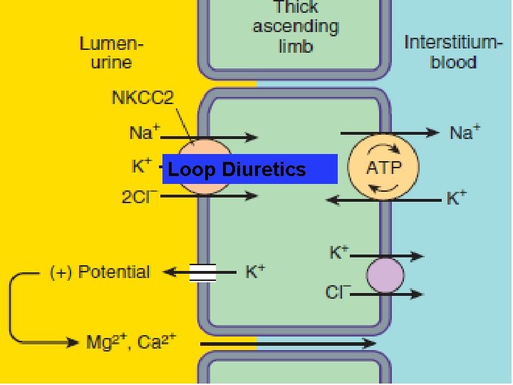 Loop Diuretics 