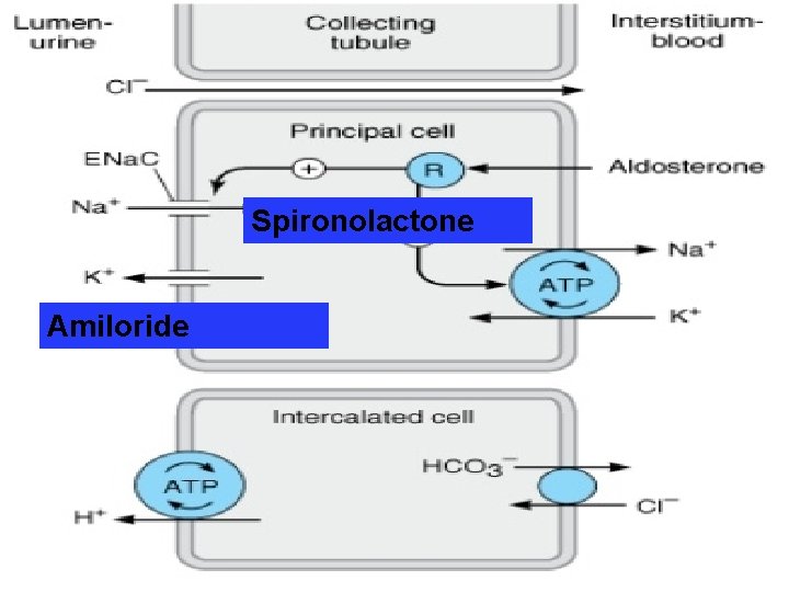 Spironolactone Amiloride 