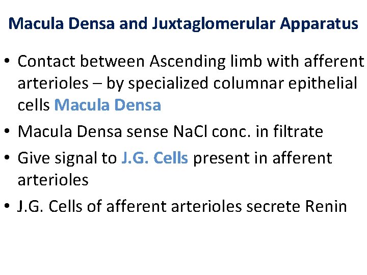 Macula Densa and Juxtaglomerular Apparatus • Contact between Ascending limb with afferent arterioles –
