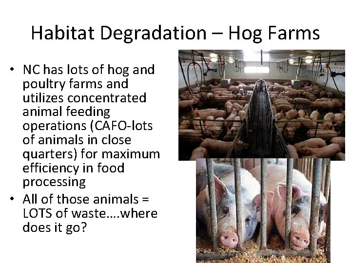 Habitat Degradation – Hog Farms • NC has lots of hog and poultry farms