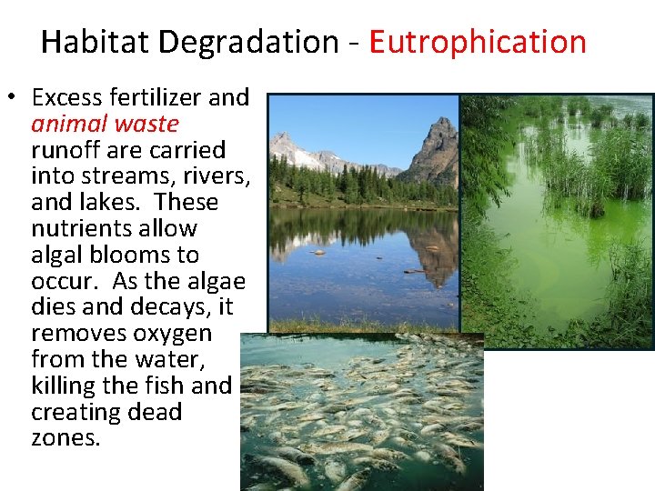 Habitat Degradation - Eutrophication • Excess fertilizer and animal waste runoff are carried into