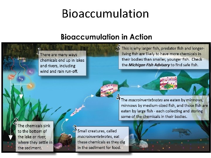 Bioaccumulation 