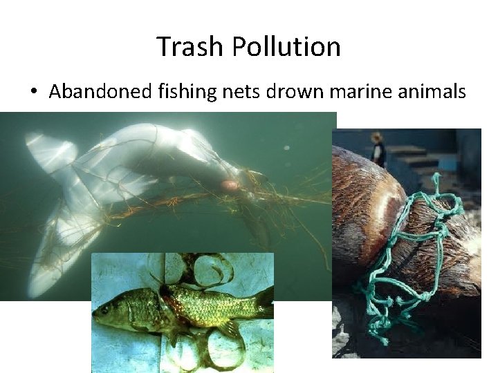 Trash Pollution • Abandoned fishing nets drown marine animals 