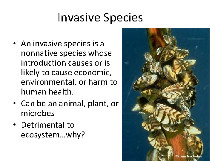 Invasive Species • An invasive species is a nonnative species whose introduction causes or