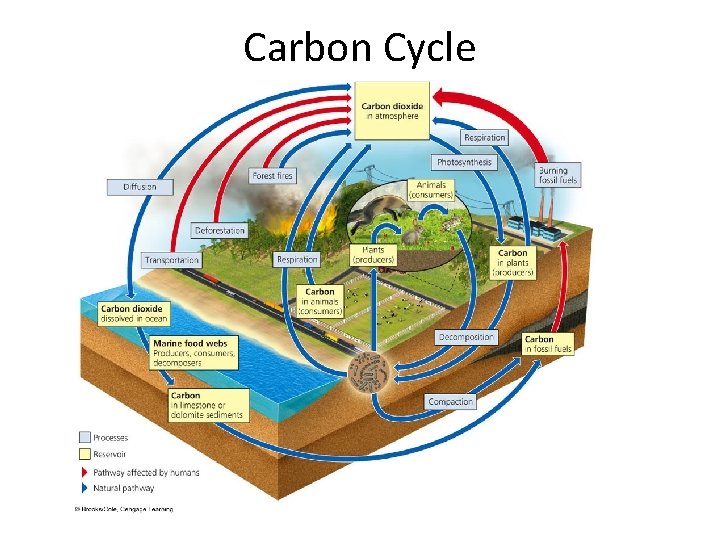 Carbon Cycle 