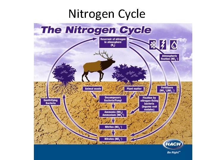 Nitrogen Cycle 