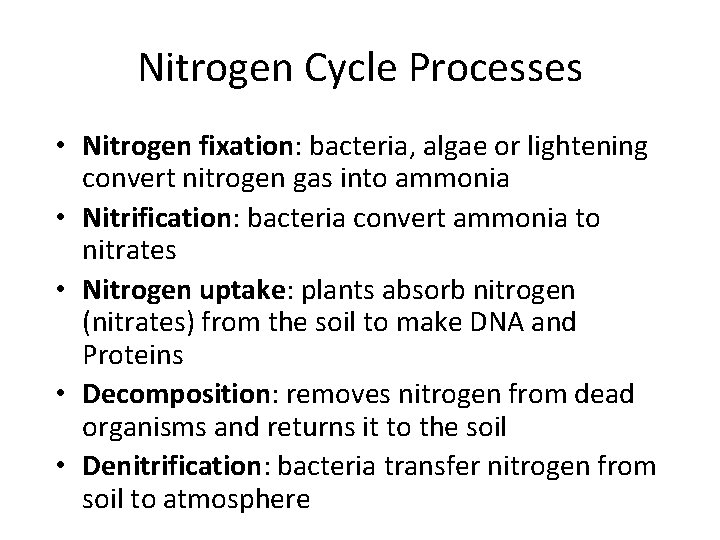 Nitrogen Cycle Processes • Nitrogen fixation: bacteria, algae or lightening convert nitrogen gas into