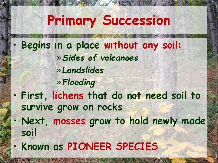 Primary Succession • Begins in a place without any soil: » Sides of volcanoes