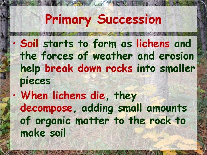 Primary Succession • Soil starts to form as lichens and the forces of weather