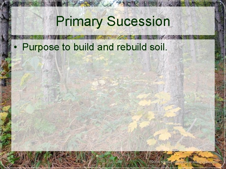 Primary Sucession • Purpose to build and rebuild soil. 