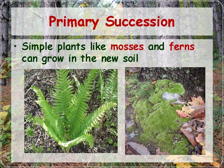 Primary Succession • Simple plants like mosses and ferns can grow in the new