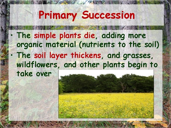 Primary Succession • The simple plants die, adding more organic material (nutrients to the