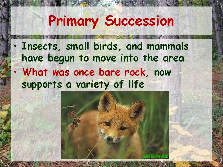 Primary Succession • Insects, small birds, and mammals have begun to move into the