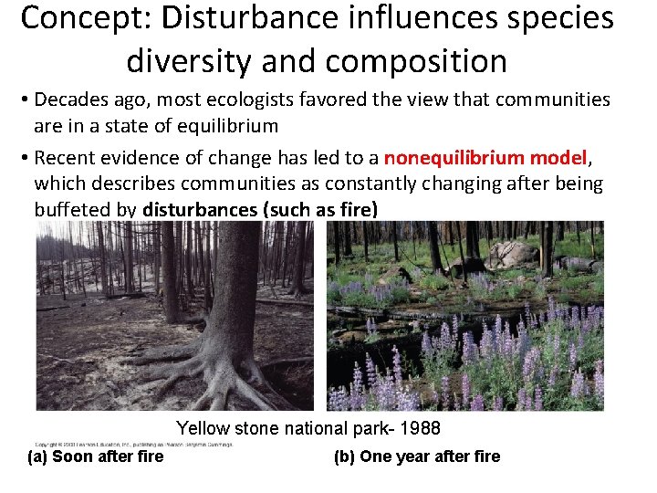 Concept: Disturbance influences species diversity and composition • Decades ago, most ecologists favored the