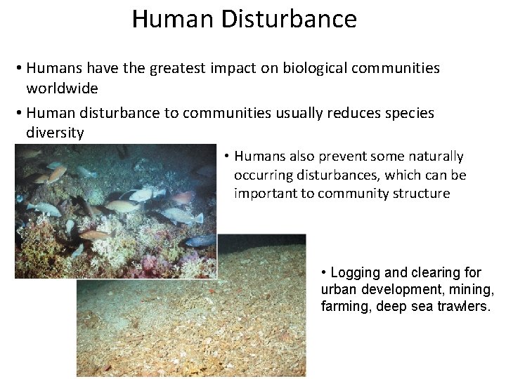 Human Disturbance • Humans have the greatest impact on biological communities worldwide • Human