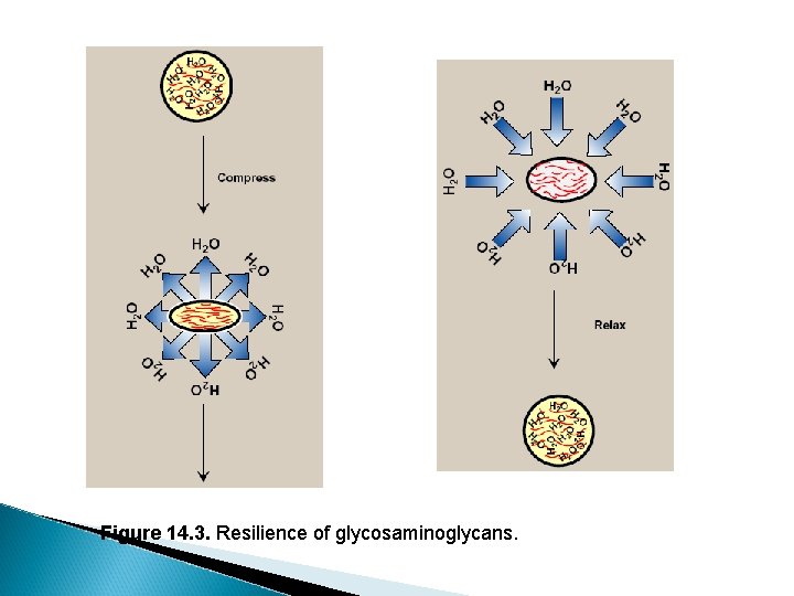 Figure 14. 3. Resilience of glycosaminoglycans. 