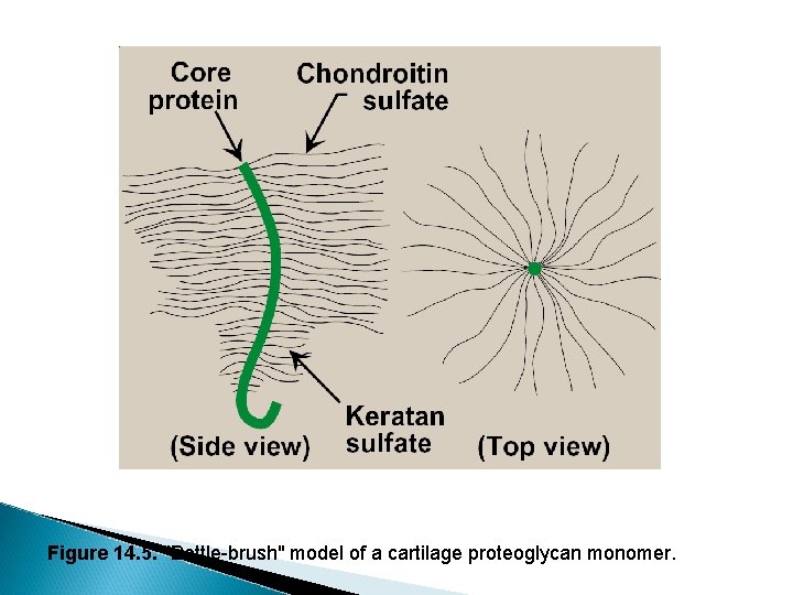 Figure 14. 5. "Bottle-brush" model of a cartilage proteoglycan monomer. 