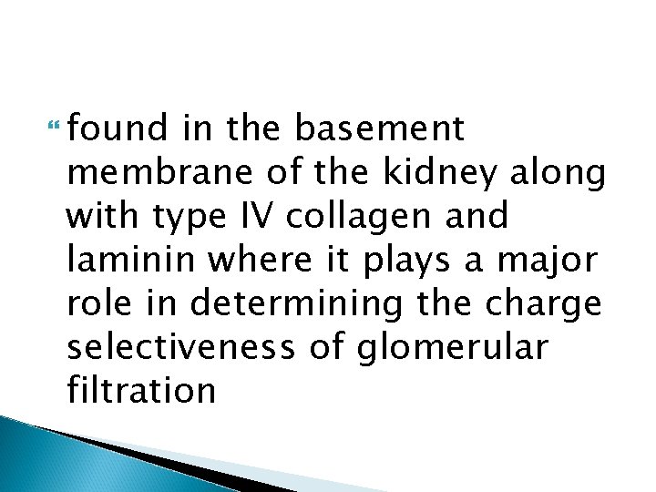  found in the basement membrane of the kidney along with type IV collagen