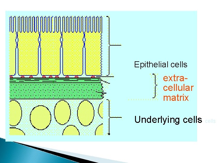 Epithelial cells extracellular matrix Underlying cells 