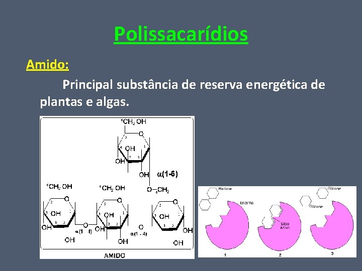 Polissacarídios Amido: Principal substância de reserva energética de plantas e algas. 