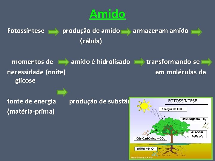 Amido Fotossíntese produção de amido (célula) momentos de amido é hidrolisado necessidade (noite) glicose