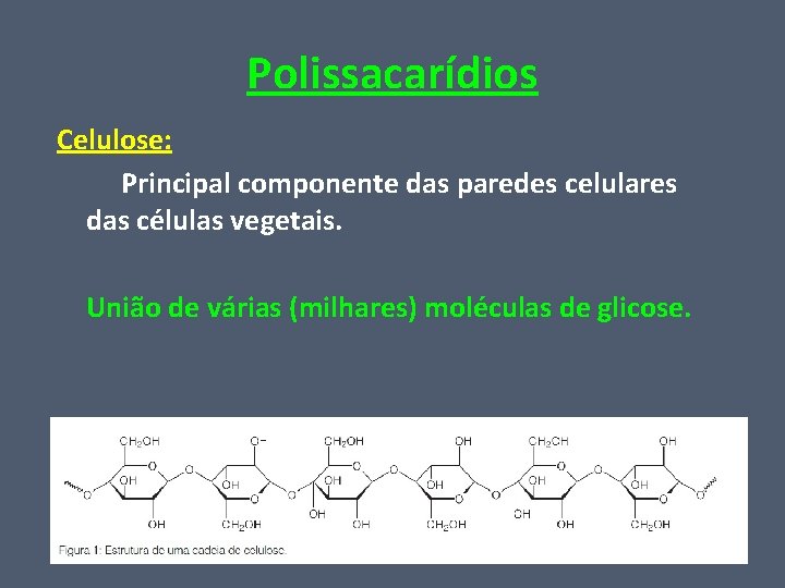 Polissacarídios Celulose: Principal componente das paredes celulares das células vegetais. União de várias (milhares)