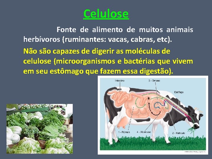 Celulose Fonte de alimento de muitos animais herbívoros (ruminantes: vacas, cabras, etc). Não são