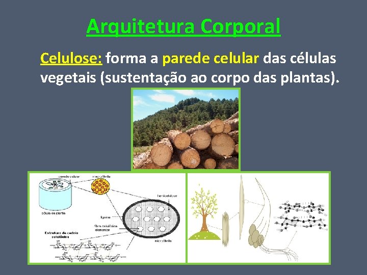 Arquitetura Corporal Celulose: forma a parede celular das células vegetais (sustentação ao corpo das