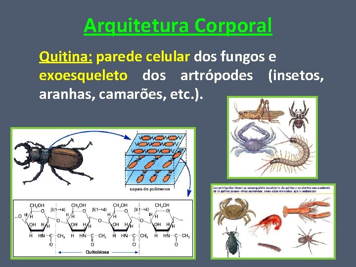 Arquitetura Corporal Quitina: parede celular dos fungos e exoesqueleto dos artrópodes (insetos, aranhas, camarões,