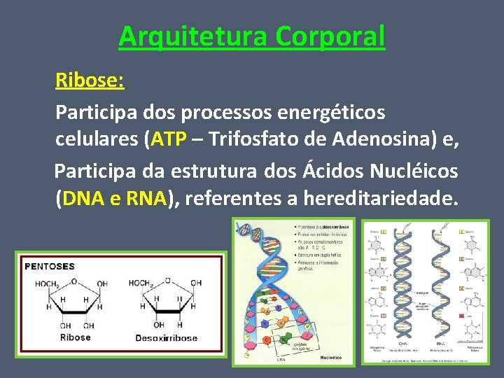 Arquitetura Corporal Ribose: Participa dos processos energéticos celulares (ATP – Trifosfato de Adenosina) e,