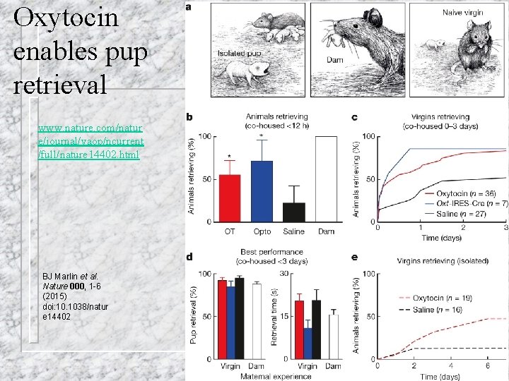 Oxytocin enables pup retrieval www. nature. com/natur e/journal/vaop/ncurrent /full/nature 14402. html BJ Marlin et