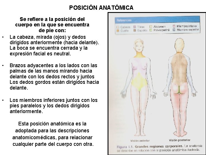 POSICIÓN ANATÓMICA • Se refiere a la posición del cuerpo en la que se