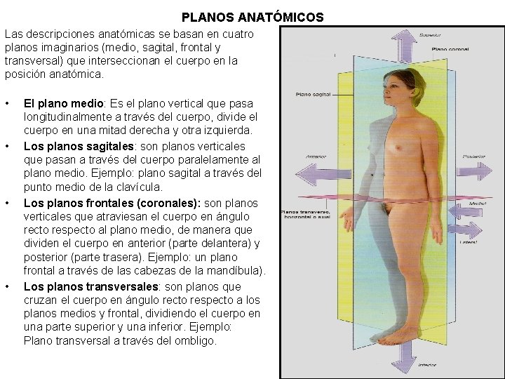 PLANOS ANATÓMICOS Las descripciones anatómicas se basan en cuatro planos imaginarios (medio, sagital, frontal