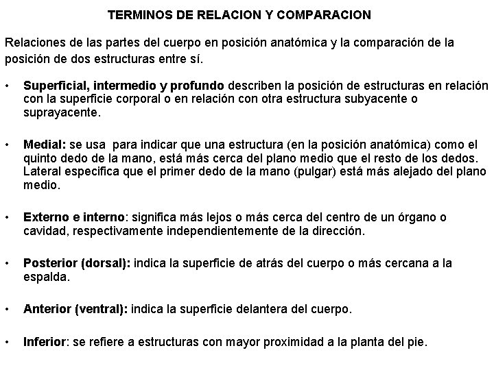 TERMINOS DE RELACION Y COMPARACION Relaciones de las partes del cuerpo en posición anatómica