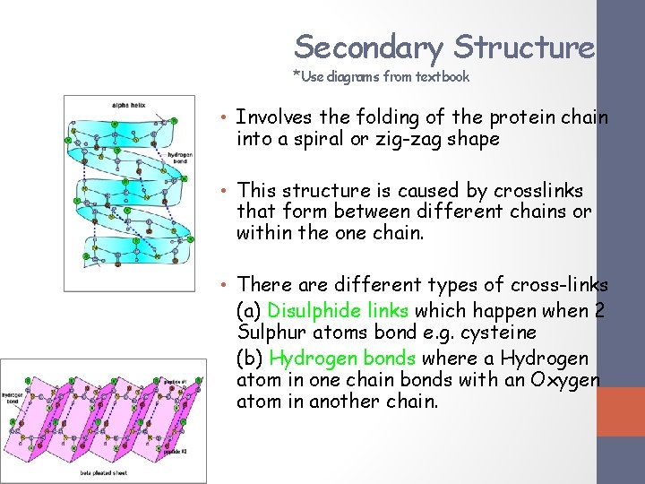 Secondary Structure *Use diagrams from textbook • Involves the folding of the protein chain Secondary Structure *Use diagrams from textbook • Involves the folding of the protein chain