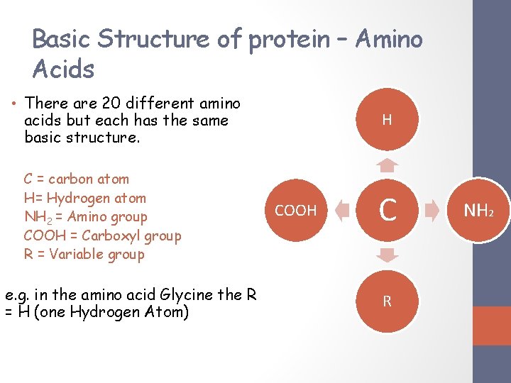 Basic Structure of protein – Amino Acids • There are 20 different amino acids Basic Structure of protein – Amino Acids • There are 20 different amino acids