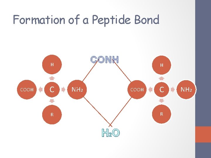 Formation of a Peptide Bond CONH H COOH C NH 2 H COOH C Formation of a Peptide Bond CONH H COOH C NH 2 H COOH C