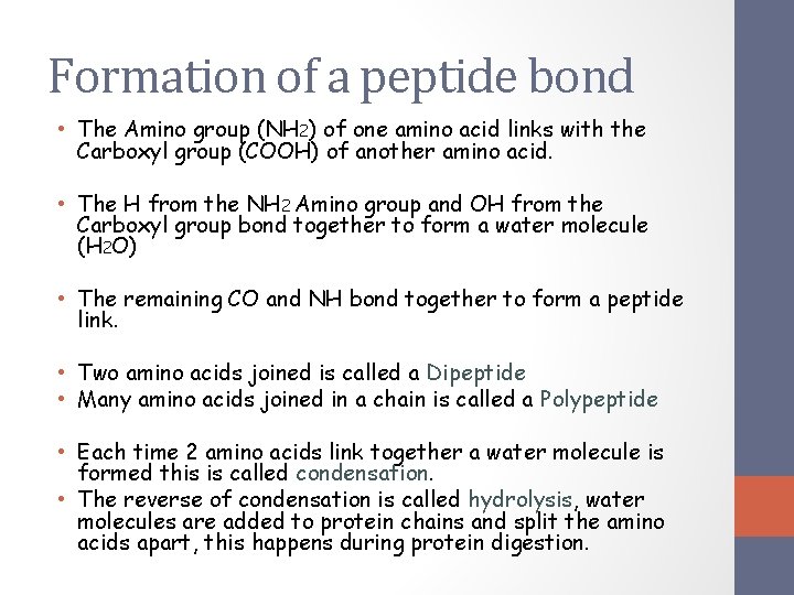 Formation of a peptide bond • The Amino group (NH 2) of one amino Formation of a peptide bond • The Amino group (NH 2) of one amino