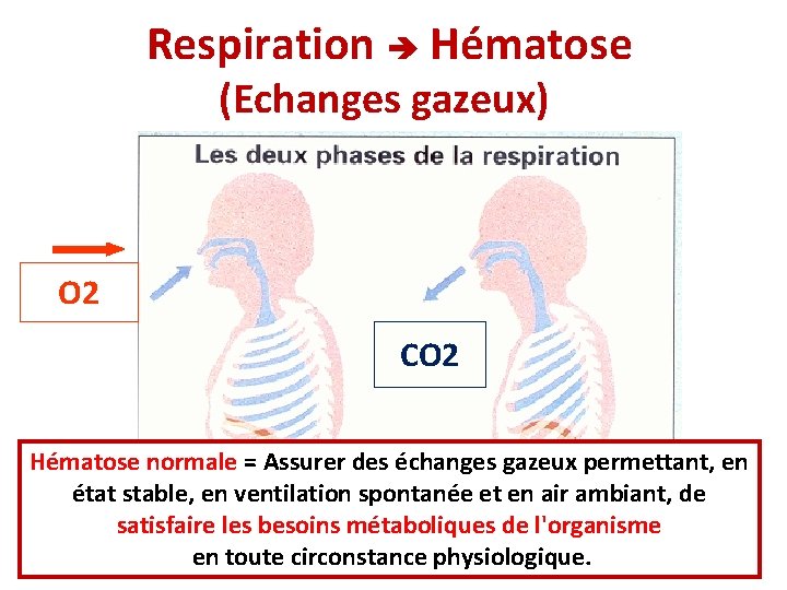 Respiration Hématose (Echanges gazeux) O 2 CO 2 Hématose normale = Assurer des échanges