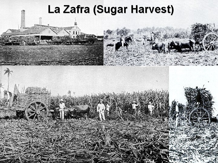 La Zafra (Sugar Harvest) La Zafra (Sugar Harvest)