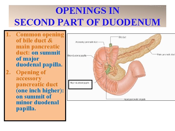 OPENINGS IN SECOND PART OF DUODENUM 1. Common opening of bile duct & main