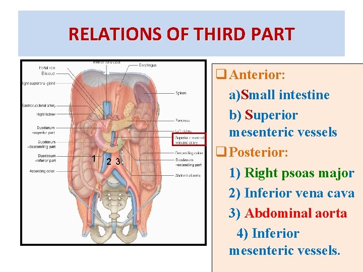 RELATIONS OF THIRD PART 1 2 3 q Anterior: a)Small intestine b) Superior mesenteric