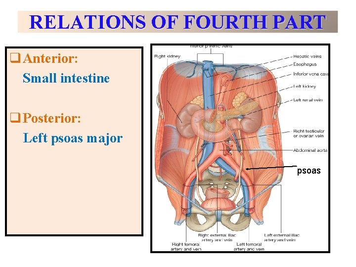 RELATIONS OF FOURTH PART q Anterior: Small intestine q Posterior: Left psoas major psoas