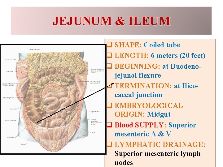 JEJUNUM & ILEUM q SHAPE: Coiled tube q LENGTH: 6 meters (20 feet) q